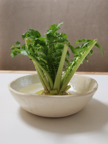 Japanese radish