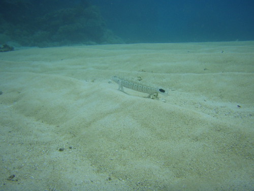 Scuba Diving in Great Barrier Reef