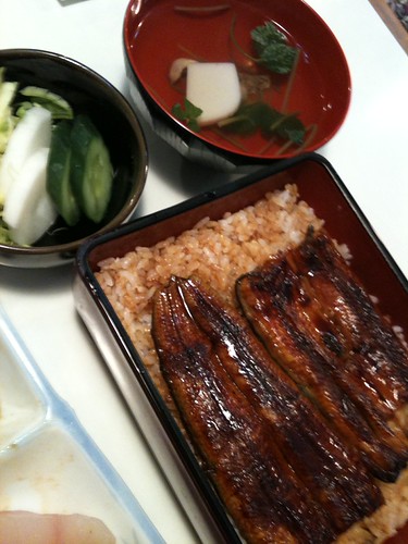 eel